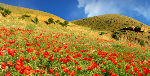 Fioritura of Castelluccio